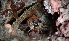 Odontodactylus brevirostris