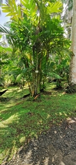 Pinanga coronata