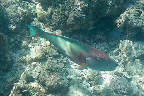 Spotted Parrotfish — seen at this dive site