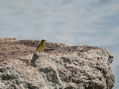 Motacilla flava