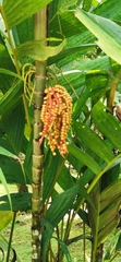Pinanga coronata