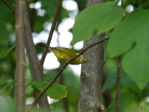 Green White-eye (Zosterops stuhlmanni), photo 10