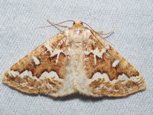 Gray Spruce Looper Moth