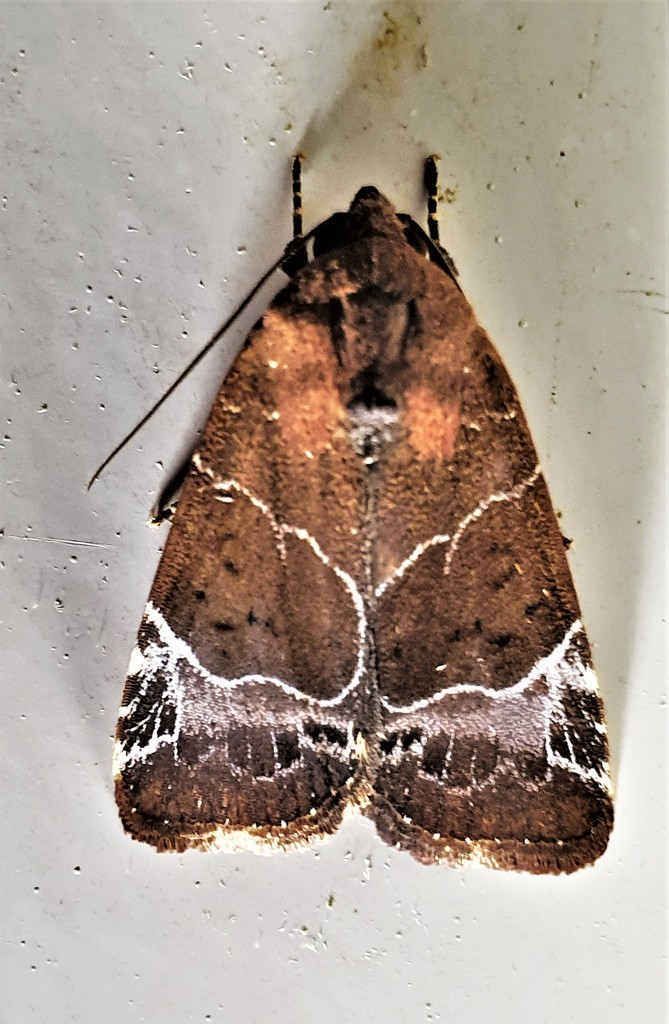 Hampsonodes mastoides