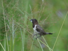Spermestes cucullata