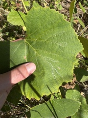 Tessiner Rebe (Vitis labrusca): Herkunft und Verwendung — Foto 3