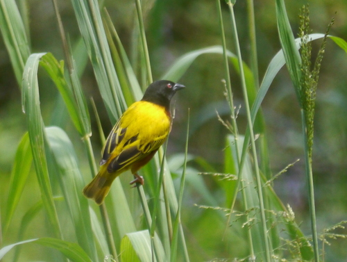 Ploceus jacksoni