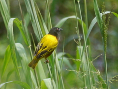 Ploceus jacksoni