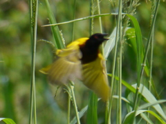 Ploceus jacksoni
