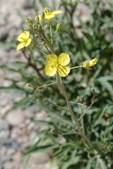 Diplotaxis tenuifolia