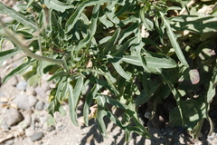 Diplotaxis tenuifolia