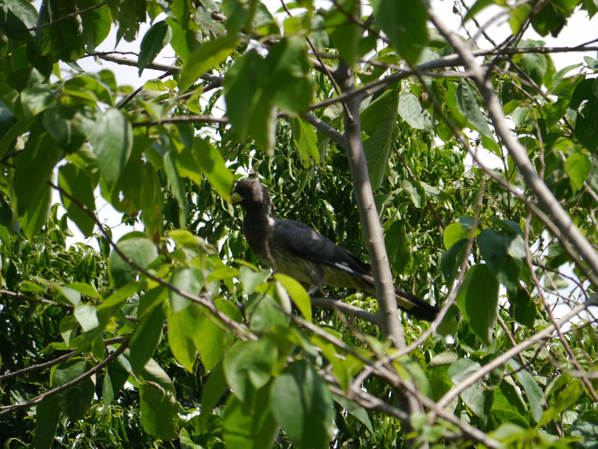 Eastern Plantain-eater illustration