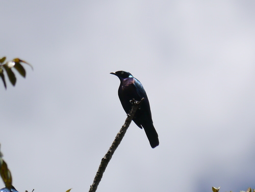 Lamprotornis splendidus