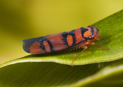 Erythrogonia jucunda