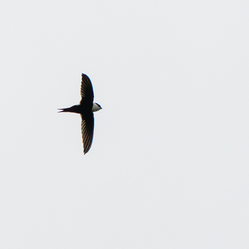 Lesser Swallow-tailed Swift (Panyptila cayennensis), photo 10