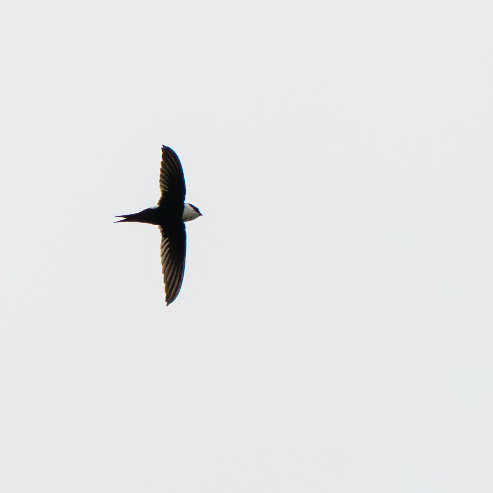 Lesser Swallow-tailed Swift (Panyptila cayennensis), photo 8