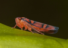 Erythrogonia jucunda