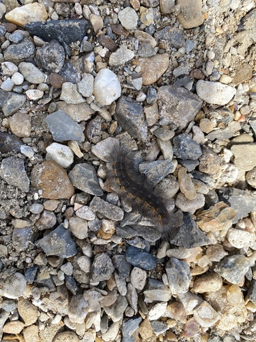 Salt Marsh Moth