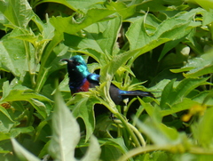 Cinnyris erythrocercus