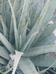 Aloe vera