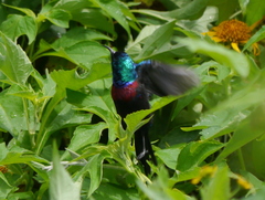 Cinnyris erythrocercus