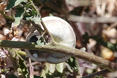 Otala punctata