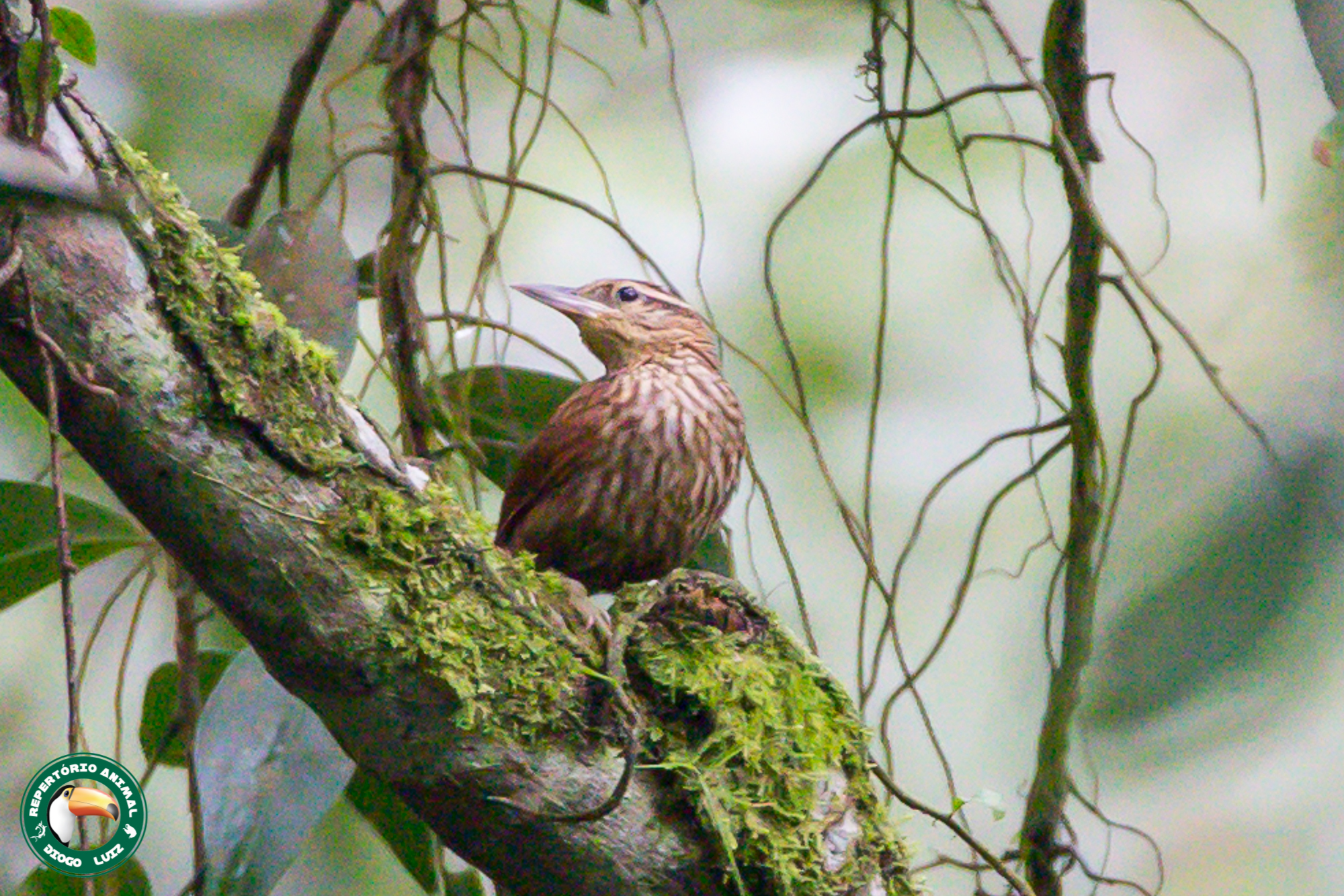 Pale-browed Treehunter (Cichlocolaptes leucophrus), photo 8