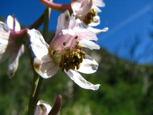 Delphinium parishii ssp. pallidum