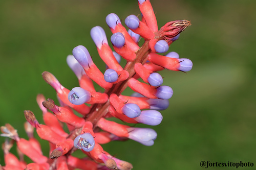 Aechmea gamosepala