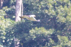 Spizaetus melanoleucus