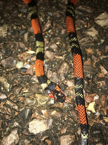 Photo of a Guibe's Flame Snake (Oxyrhopus guibei)