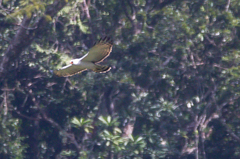 Spizaetus melanoleucus