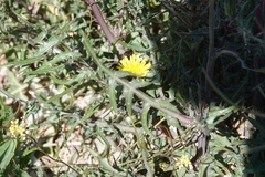 Sonchus