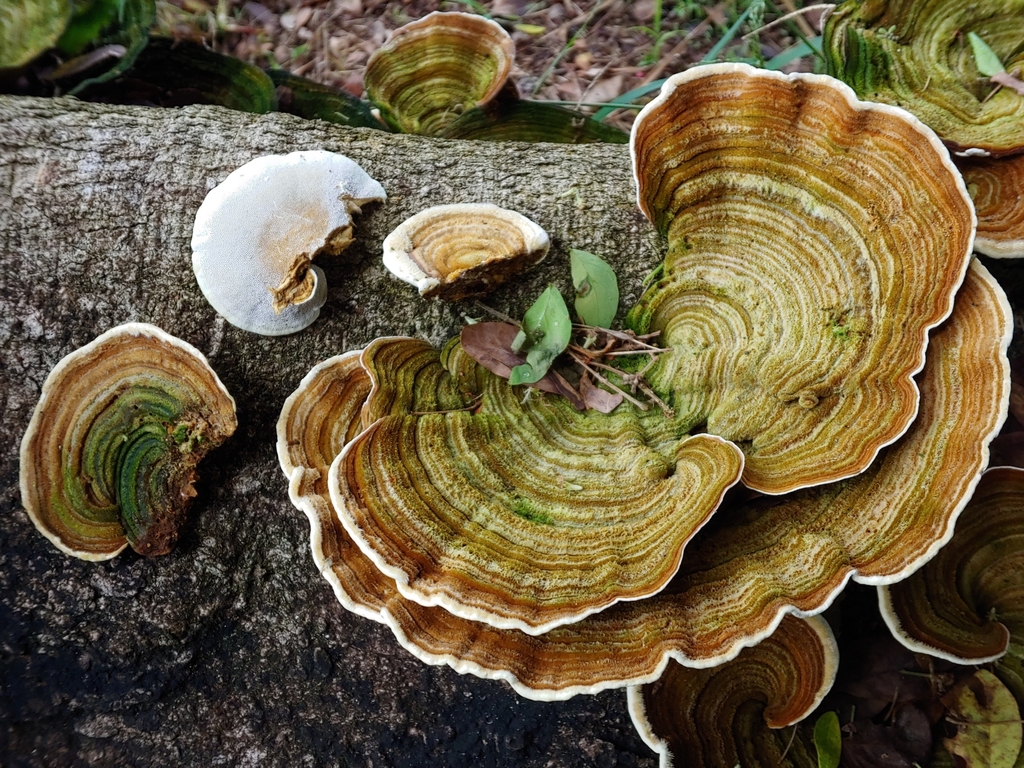 Trametes polyzona