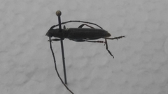 Stenaspis