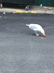 Larus argentatus
