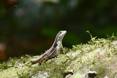 Monte Verde Curlytail Lizard