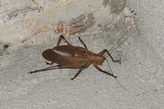 Hexacentrus fuscipes