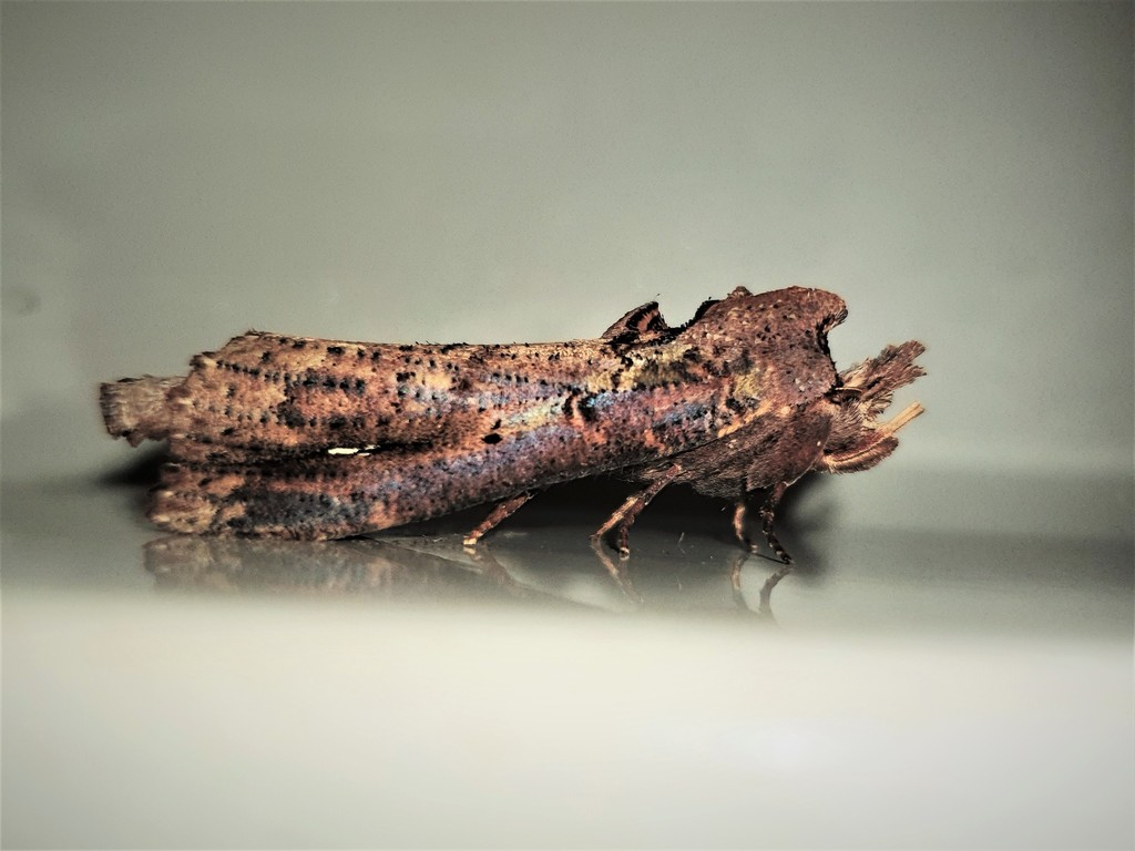 Bardaxima lucilinea