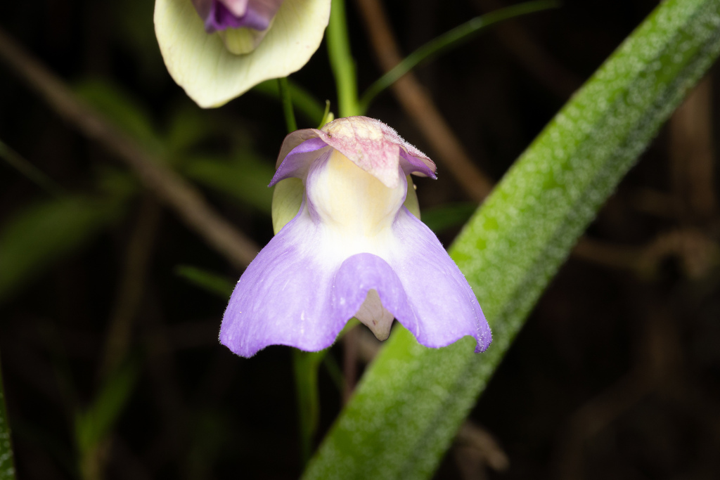 Utricularia unifolia; photograph (c) Daniel Mesa, some rights reserved (CC BY)
