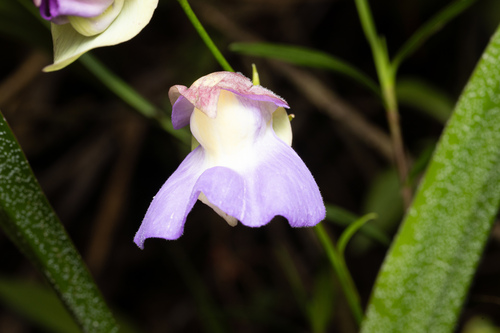 Utricularia unifolia, photograph 4