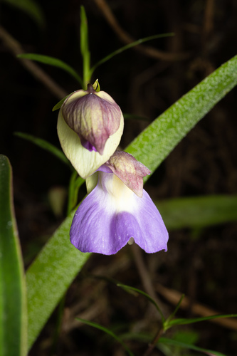 Utricularia unifolia, photograph 5