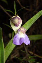 (c) Daniel Mesa, some rights reserved (CC BY) Utricularia unifolia, photograph (c) Daniel Mesa, some rights reserved (CC BY)