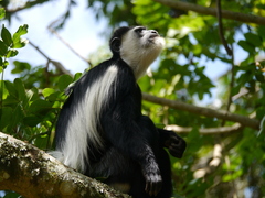 Colobus guereza