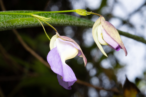 Utricularia unifolia, photograph 6