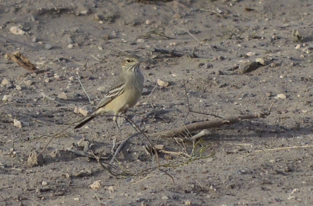 Lesser Shrike-Tyrant (Agriornis murinus), photo 10