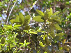 Heritiera trifoliolata