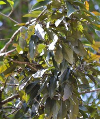 Heritiera trifoliolata