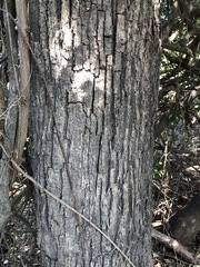 Heritiera trifoliolata