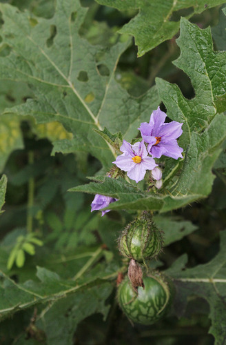 Solanum dasyphyllum